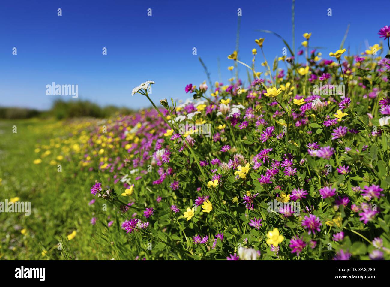 Paysage Grèce, île Lesbos, prairie de fleurs, printemps, fleurs, Lesbos, Grèce, Europe Banque D'Images