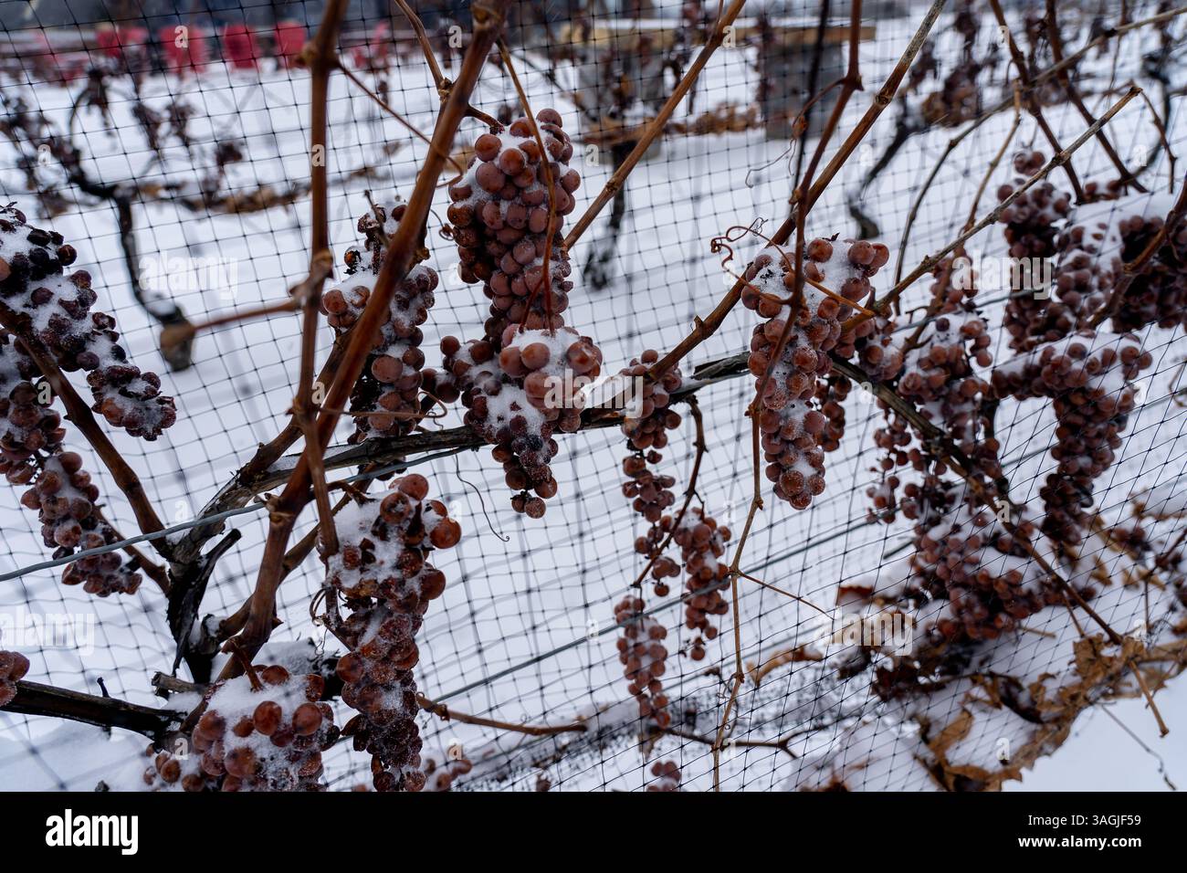 Raisins congelés recouverts de neige sur la vigne pour le vin de glace dans le vignoble de Niagara on the Lake Area, Ontario, Canada. Banque D'Images