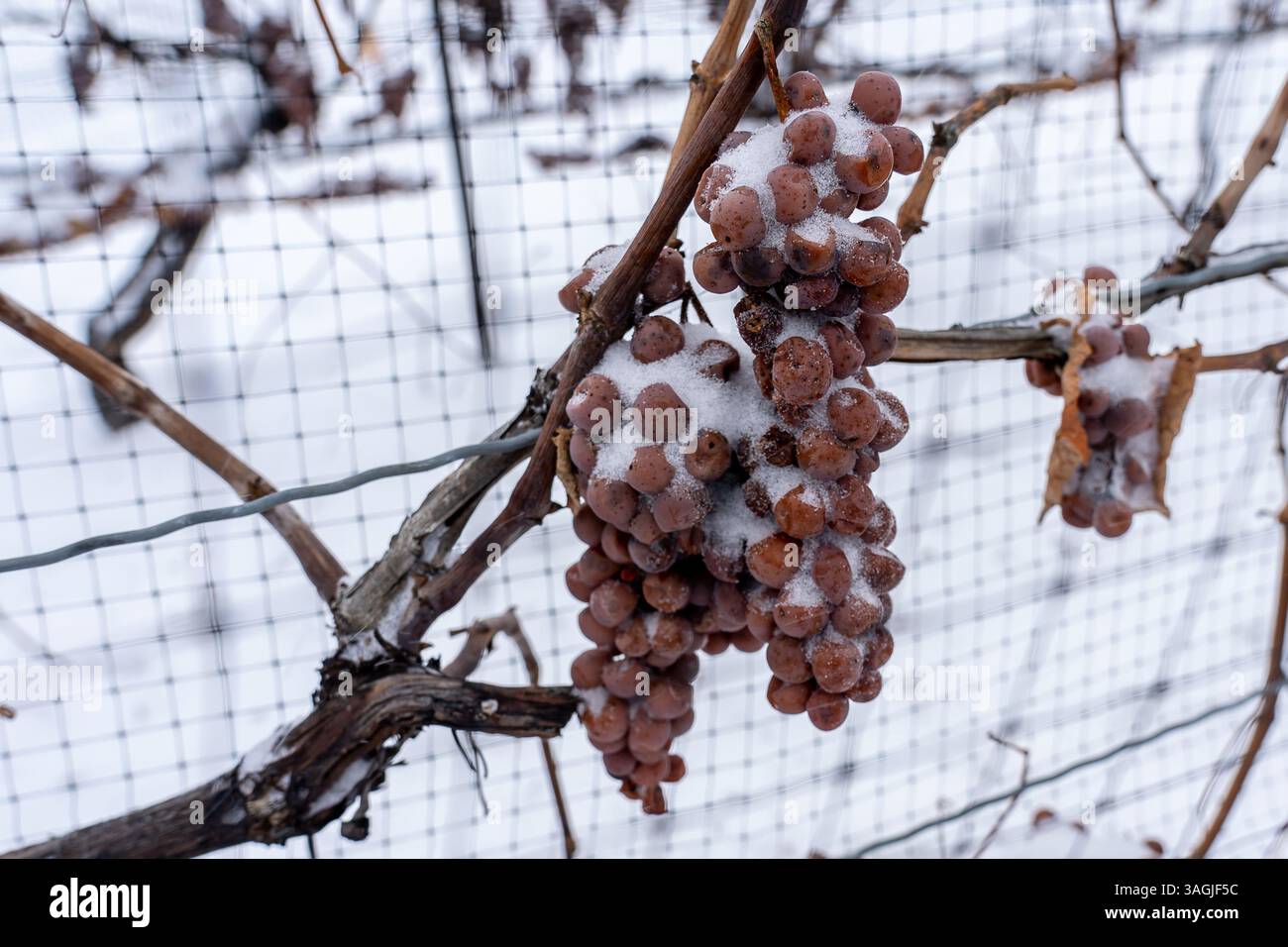 Raisins congelés recouverts de neige sur la vigne pour le vin de glace dans le vignoble de Niagara on the Lake Area, Ontario, Canada. Banque D'Images