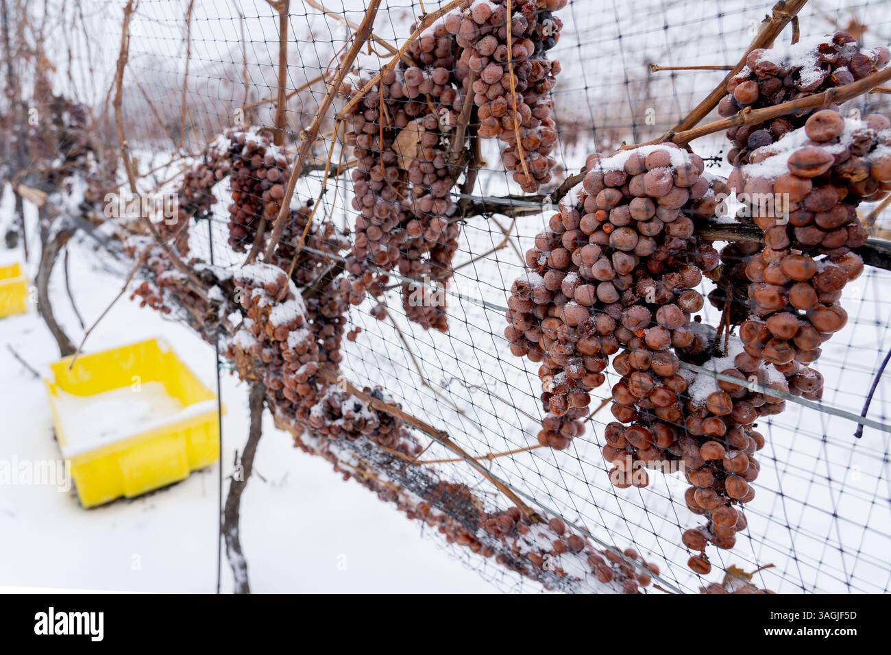 Raisins congelés recouverts de neige sur la vigne pour le vin de glace dans le vignoble de Niagara on the Lake Area, Ontario, Canada. Banque D'Images