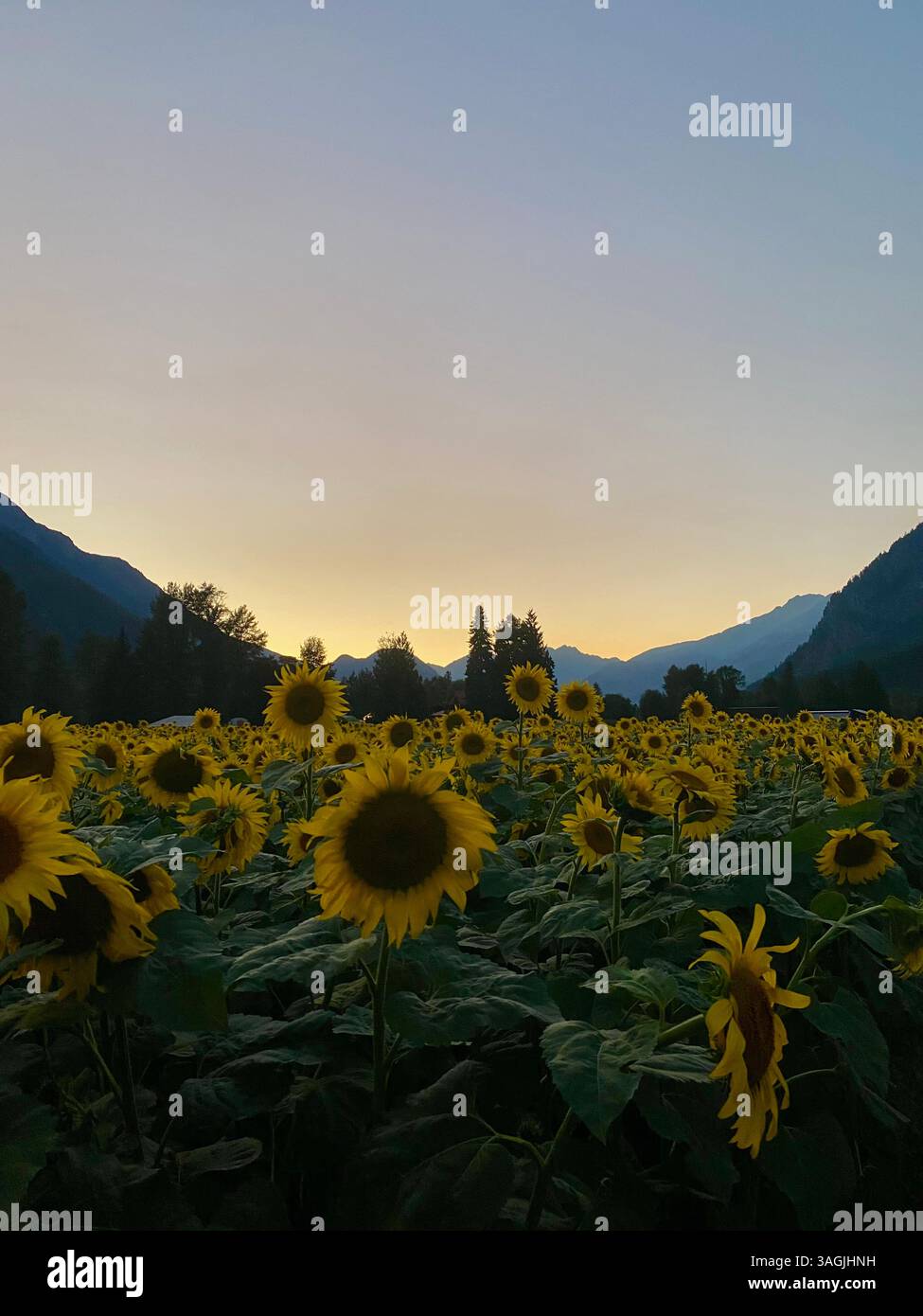 Golden Hour dans la vallée du tournesol - Image de stock capturée avec un smartphone