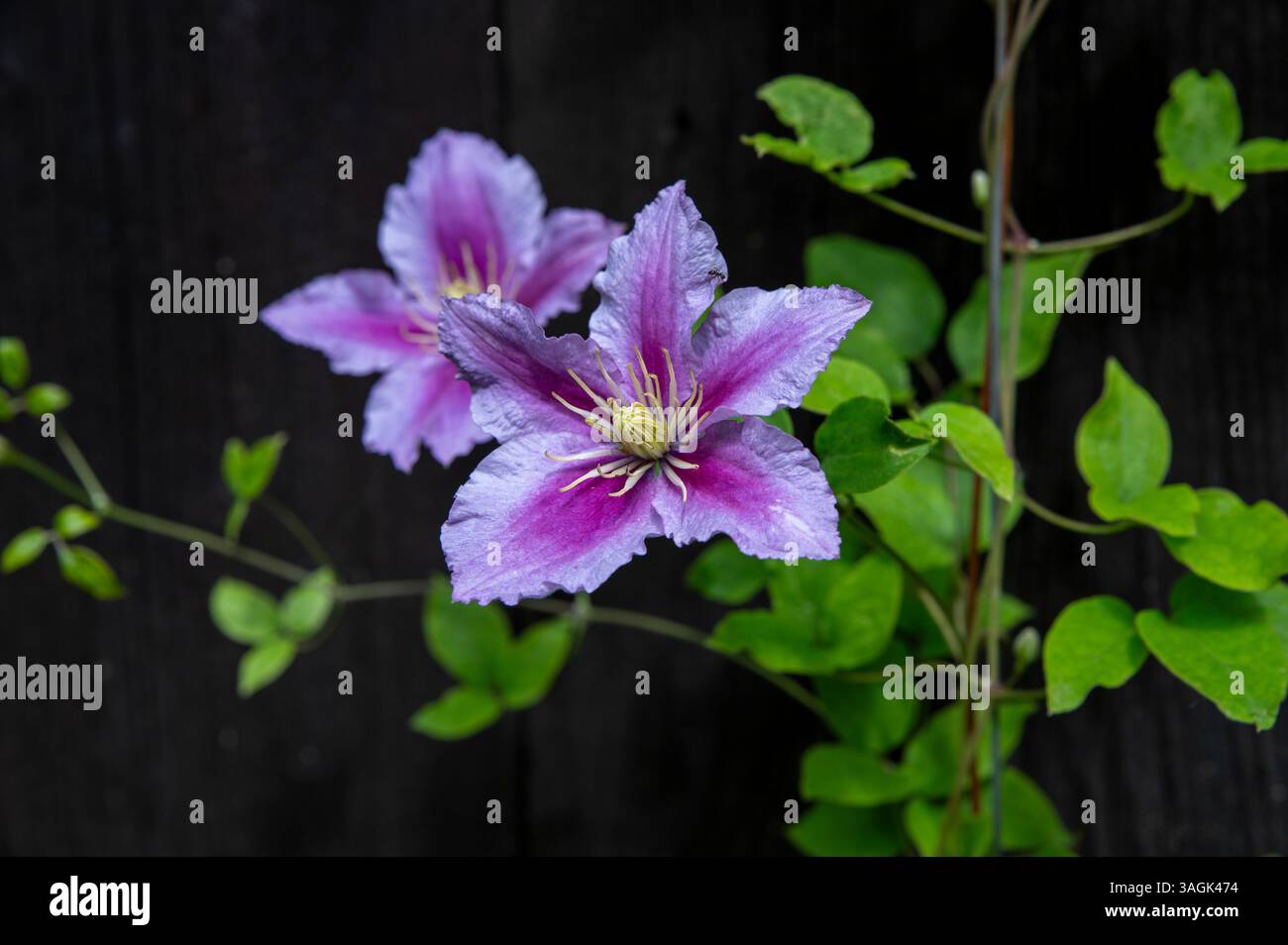 Violet Clematis fleurs fleurissant dans le jardin. Banque D'Images