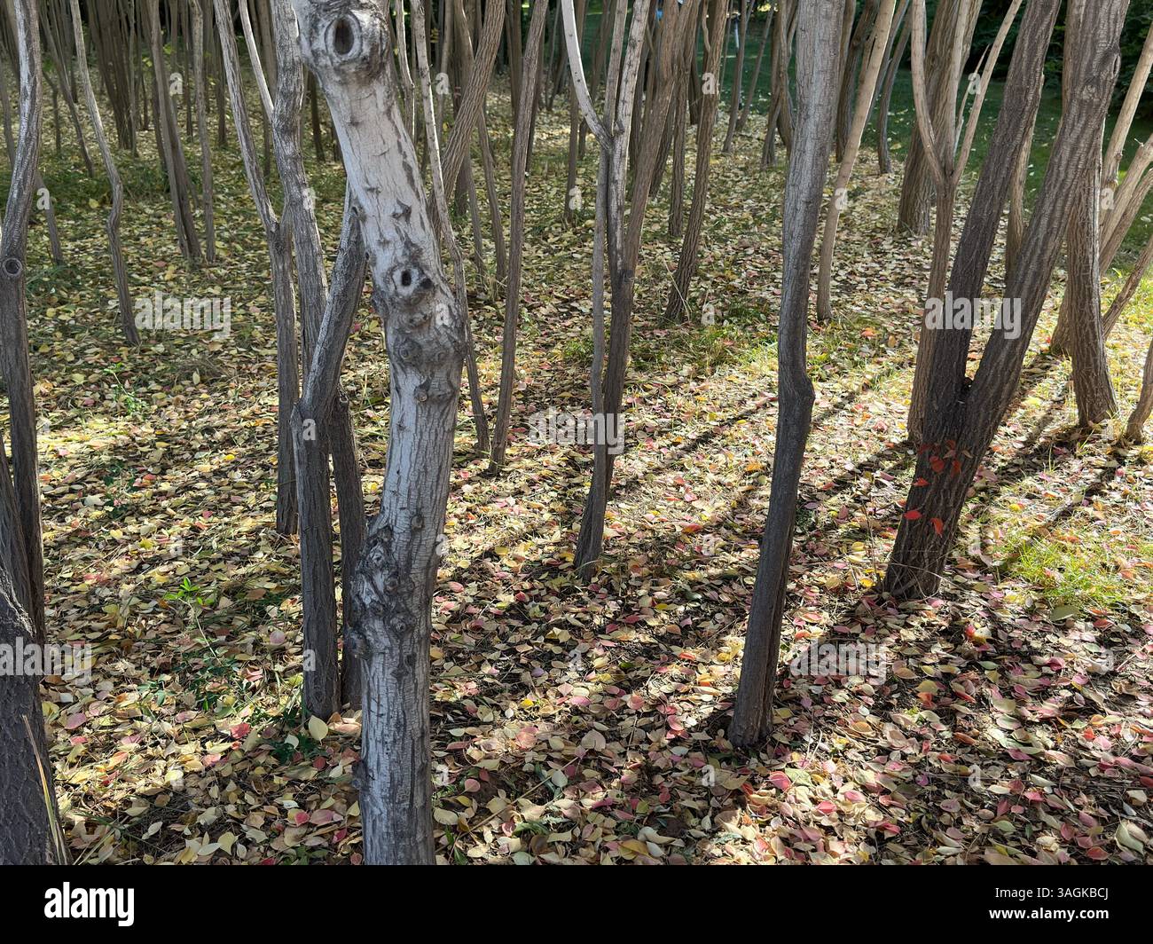 Une vue panoramique de nombreux troncs d'arbres dans une forêt, avec la lumière du soleil et des ombres. - Image de stock capturée avec un smartphone