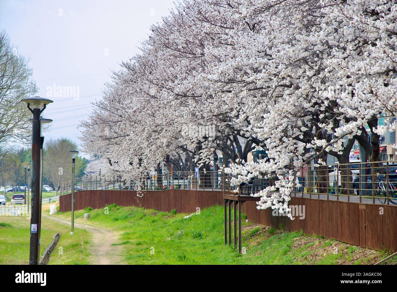 Ulsan City, Corée du Sud - 31 mars 2025 : les visiteurs apprécient le plein air sous les cerisiers en fleurs, avec un chemin paisible menant à un champ ouvert, w Banque D'Images