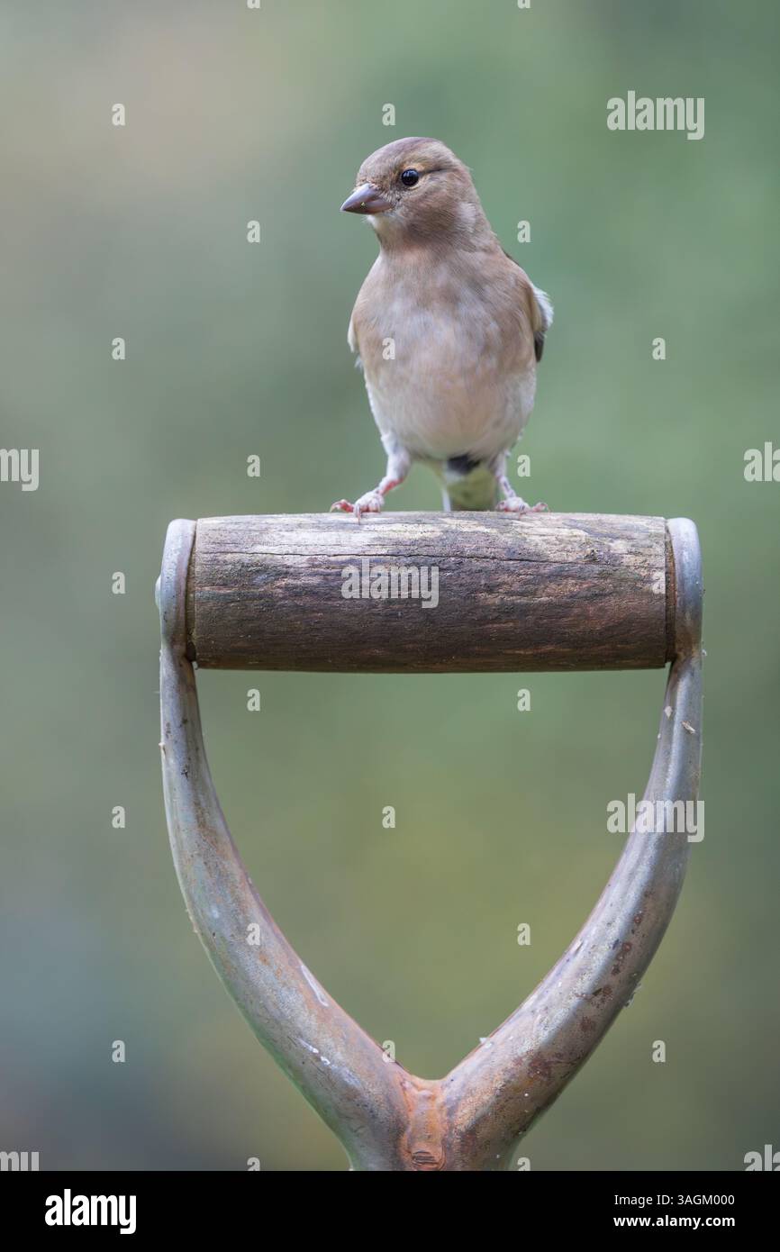 Chaffinch [ Fringilla coelebs ] oiseau femelle sur le vieux manche de pelle de jardin Banque D'Images