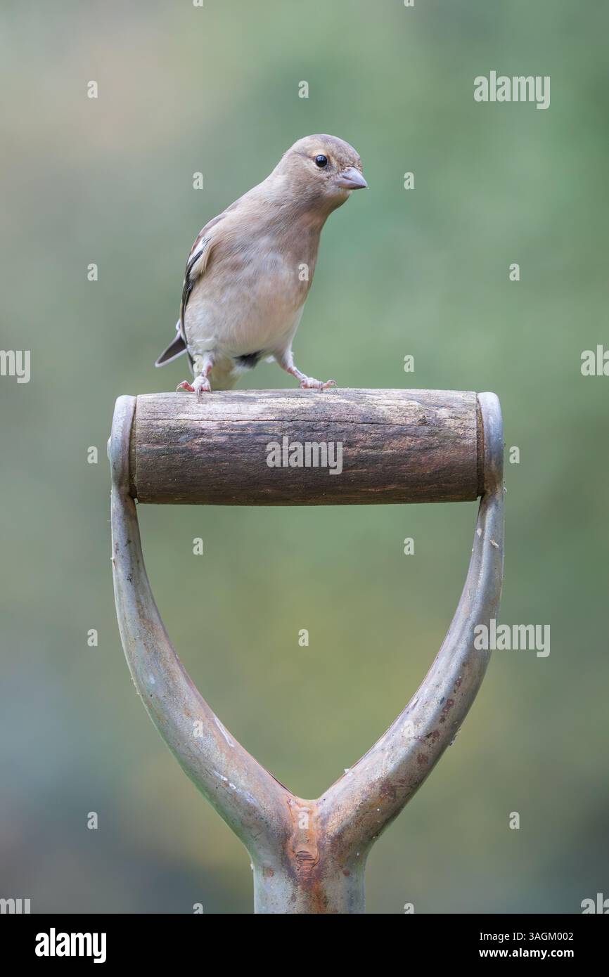 Chaffinch [ Fringilla coelebs ] oiseau femelle sur le vieux manche de pelle de jardin Banque D'Images