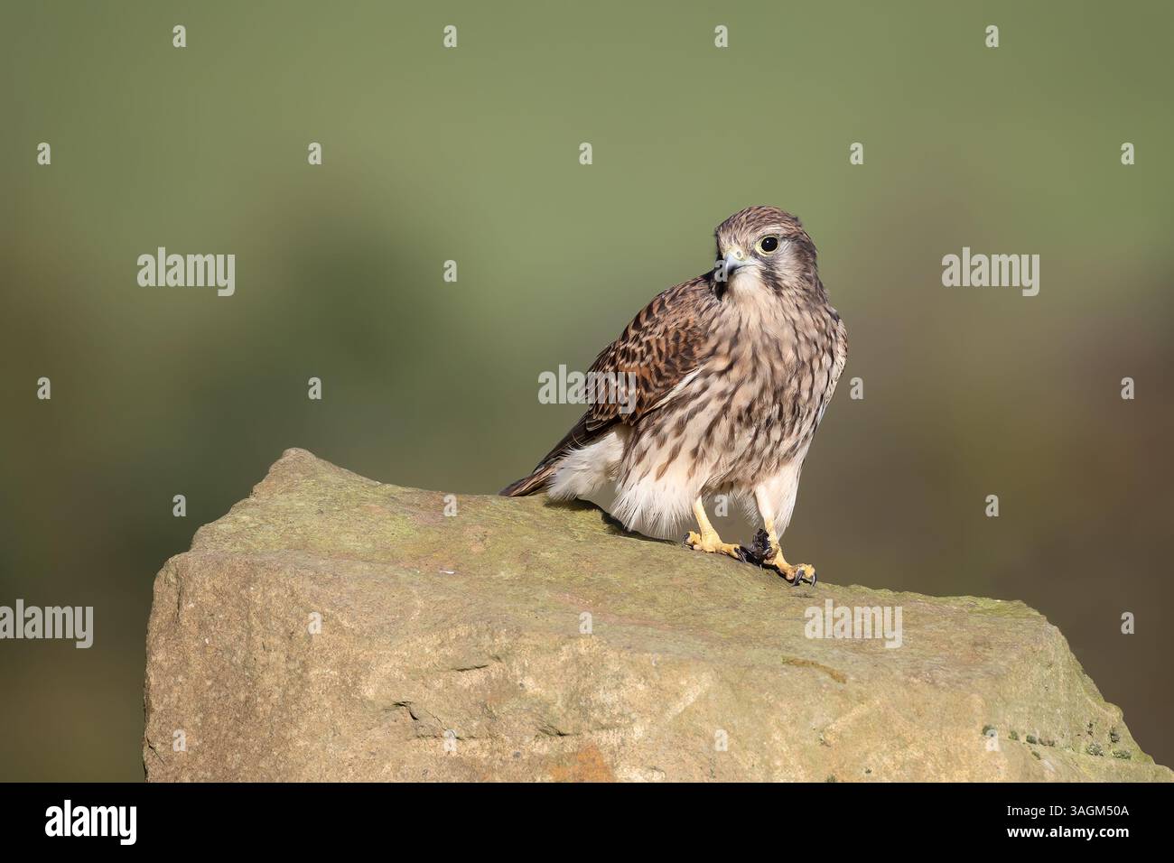 Beau portrait d'une crécerelle, Falco tinnunculus, comme il est perché sur un grand rocher un arrière-plan flou fournit de l'espace pour la copie de texte Banque D'Images