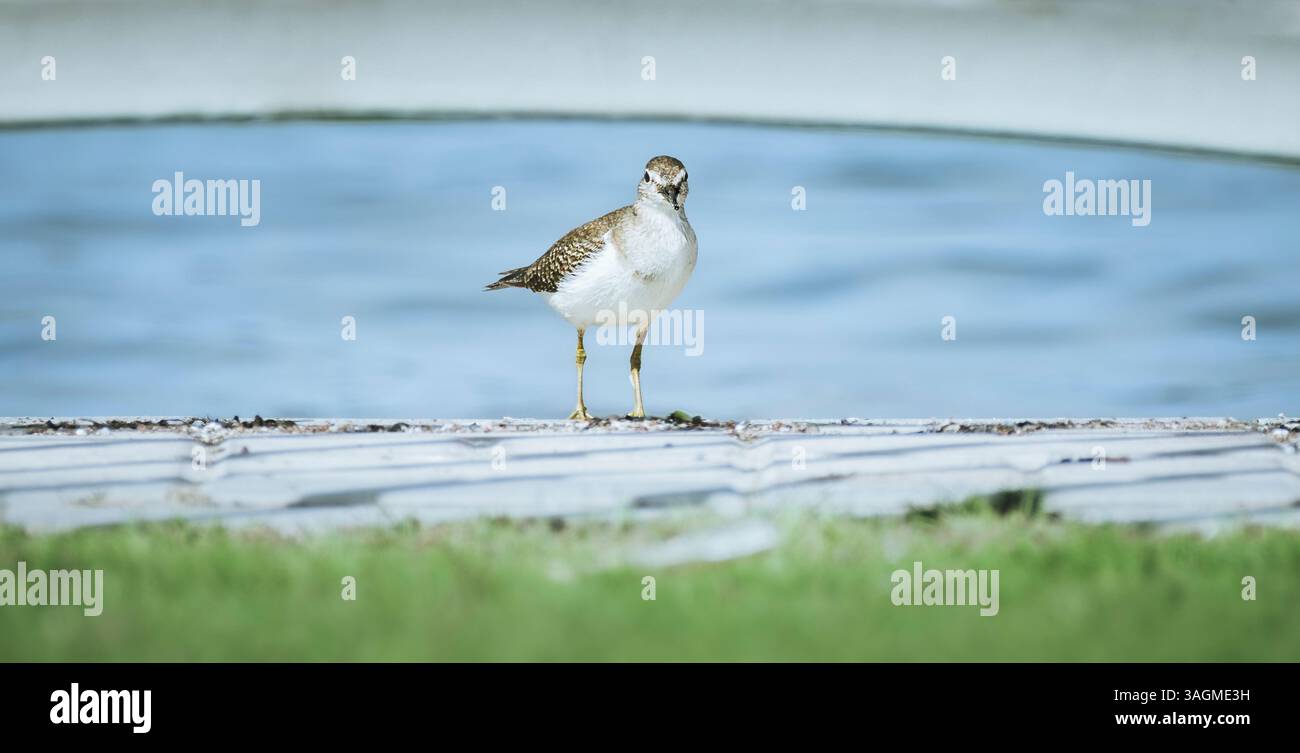 Cette image sereine capture un piper de sable se tenant gracieusement au bord de l'eau, reflétant ses caractéristiques délicates contre la surface chatoyante. Banque D'Images