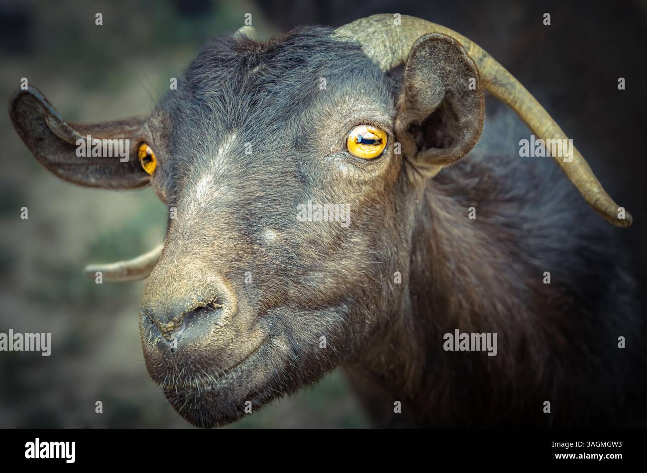 Portrait en gros plan d'une chèvre aux yeux dorés saisissants et aux cornes courbées proéminentes. Les traits expressifs du visage de la chèvre révèlent sa nature curieuse. Banque D'Images