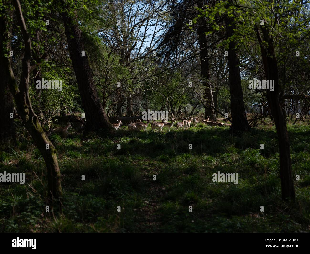Un troupeau de cerfs dans Phoenix Park dans la ville de Dublin, Irlande. Banque D'Images