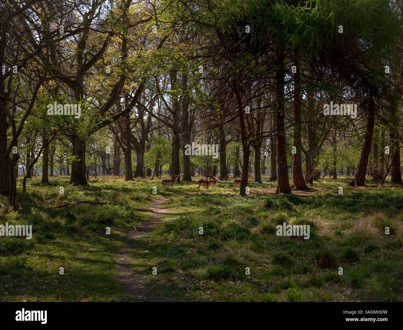 Un troupeau de cerfs dans Phoenix Park dans la ville de Dublin, Irlande. Banque D'Images