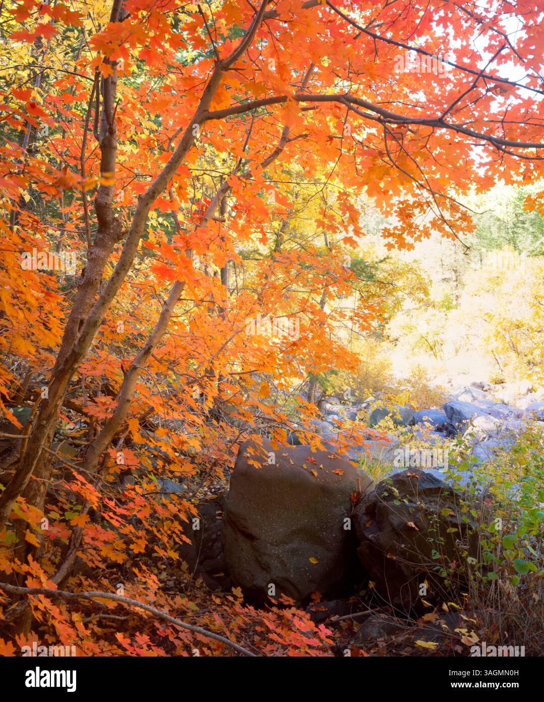 Les couleurs vives de l'automne viennent à Sycamore Canyon Wilderness Area. Arizona. Banque D'Images