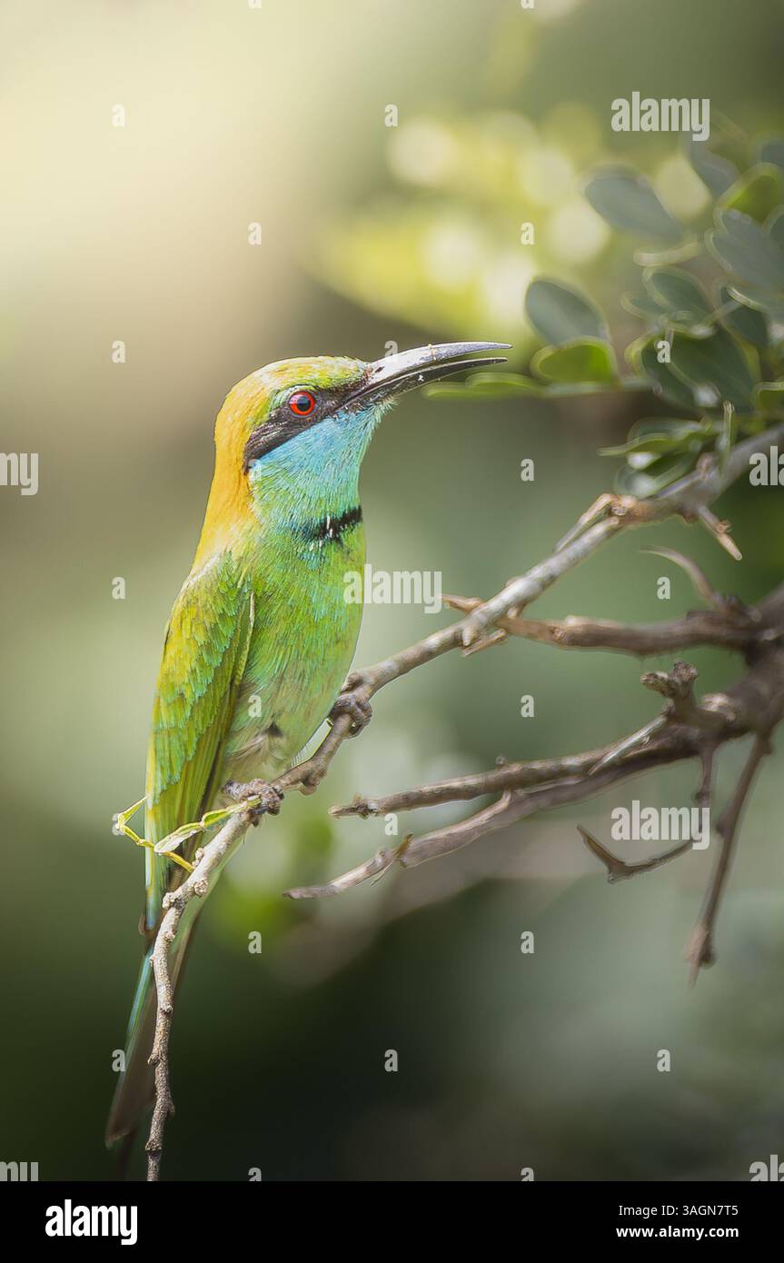 Oiseau mangeur d'abeilles vert sur la branche Banque D'Images
