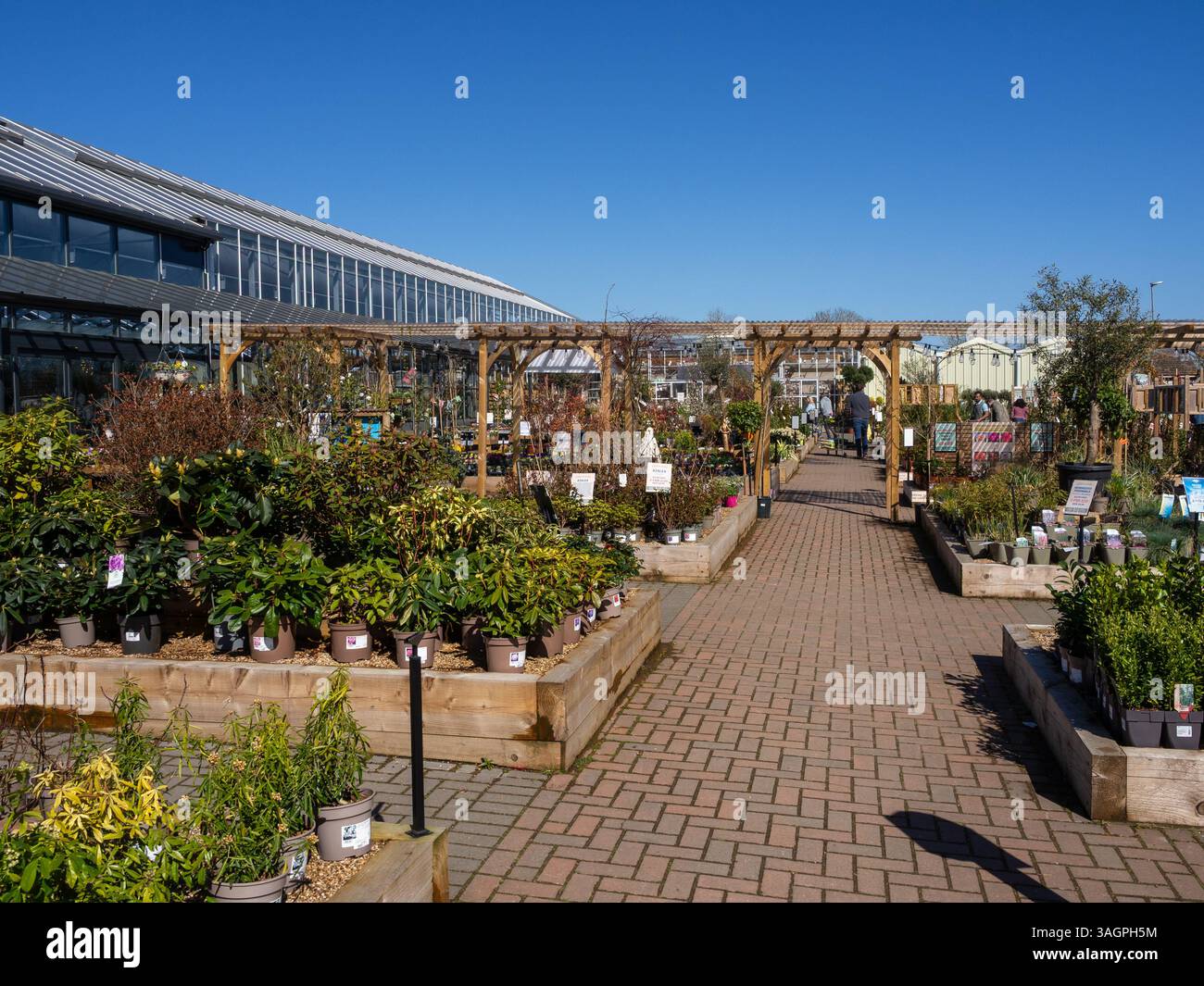 Plantes et fleurs exposées au printemps au Garden Centre, Beckworth Emporium, Mears Ashby, Northamptonshire, Royaume-Uni ; partie de la chaîne Blue Diamond Banque D'Images