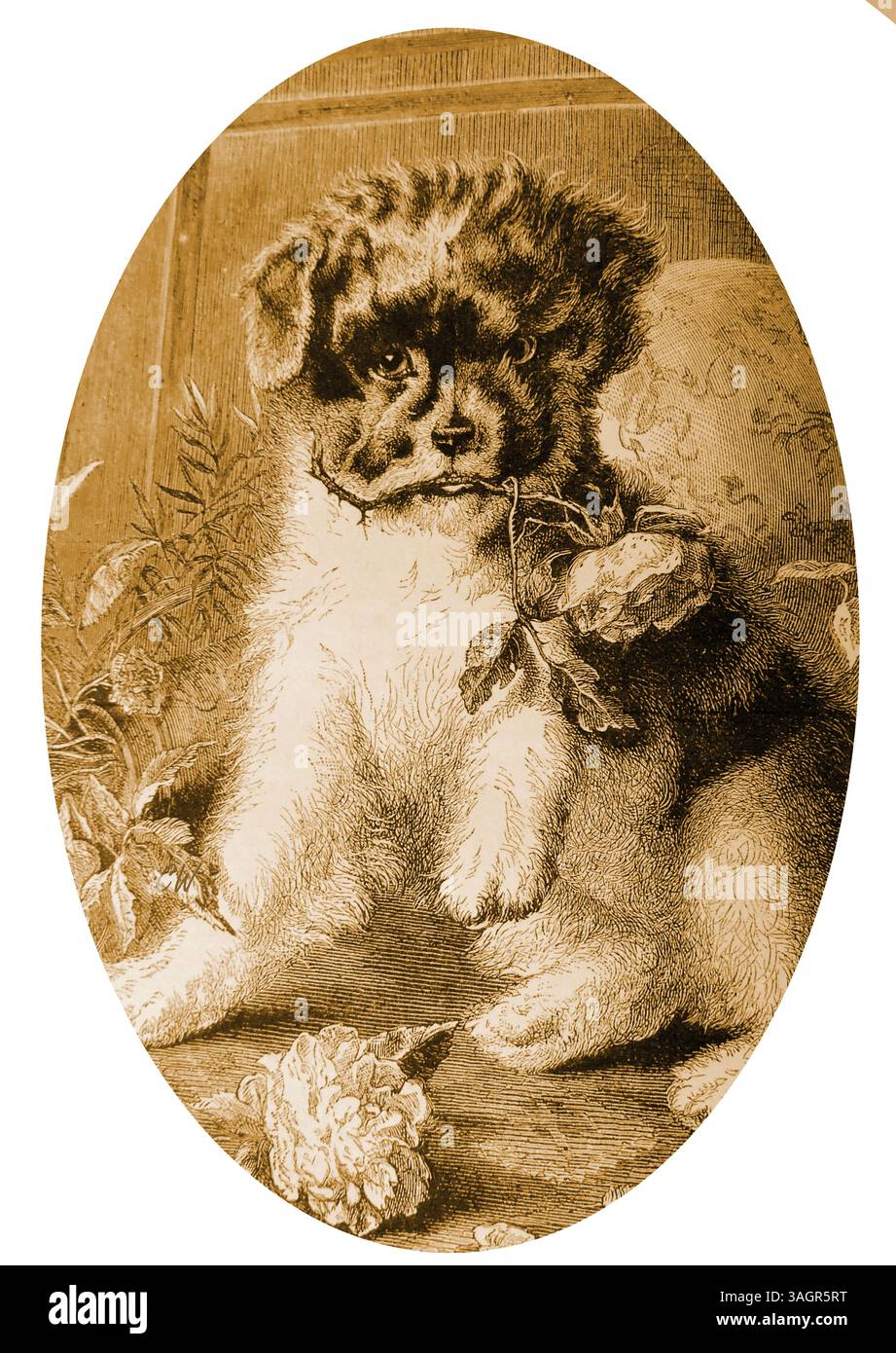Une image victorienne montrant un chiot espiègle détruisant une exposition de fleurs Banque D'Images