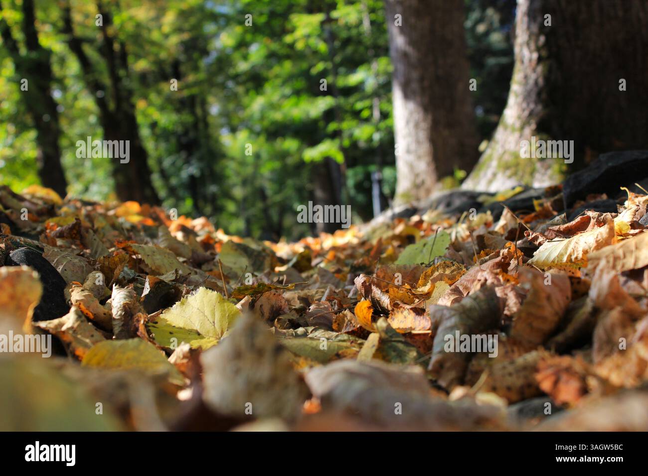 Gros plan à angle bas de feuilles tombées colorées sur le sol de la forêt en automne. Banque D'Images