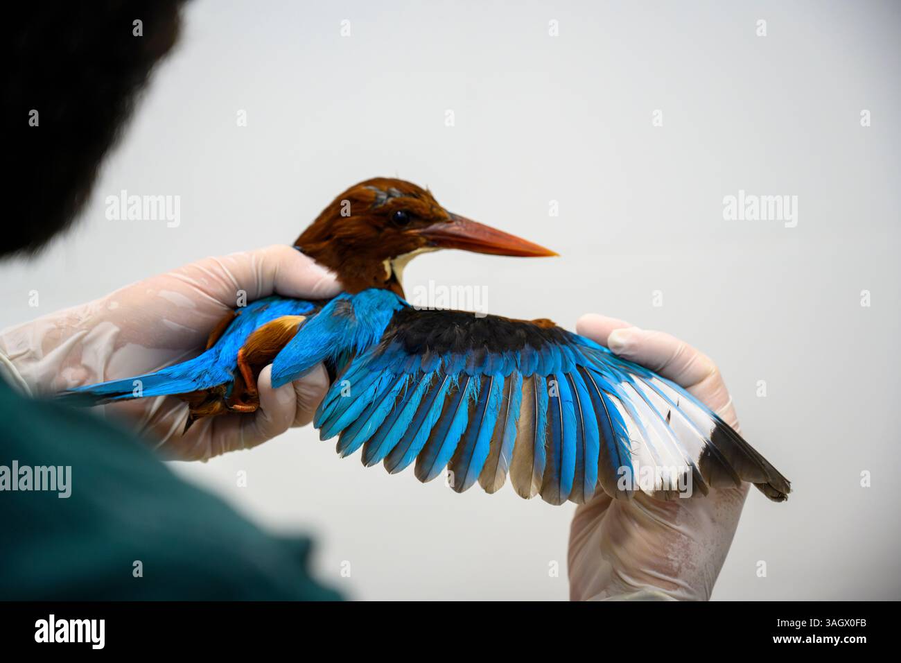 Dan, du personnel médical, effectue un examen physique d'un pêcheur à gorge blanche nouvellement arrivé (Halcyon smyrnensis) photographié au Banque D'Images