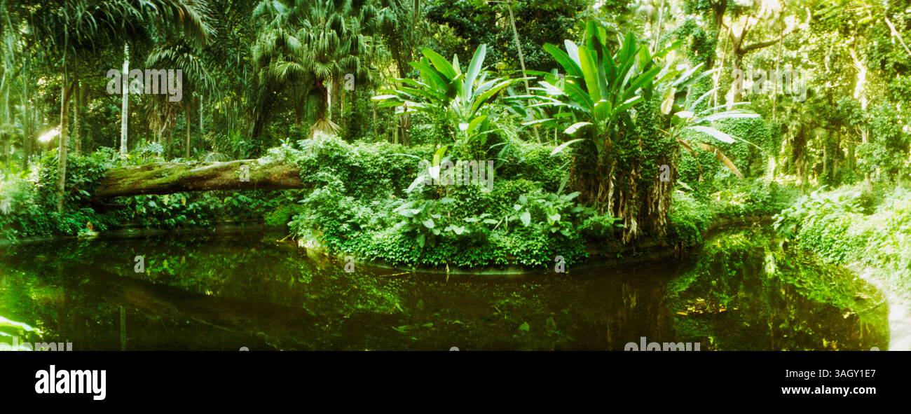 Forêt subtropicale de Parque Lage, Jardim Botanico, Corcovado, Rio de Janeiro, Brésil Banque D'Images