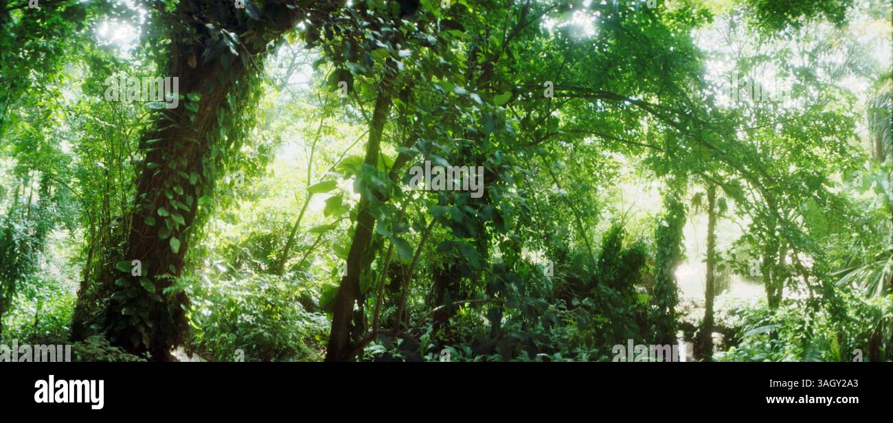 Forêt subtropicale de Parque Lage, Jardim Botanico, Corcovado, Rio de Janeiro, Brésil Banque D'Images