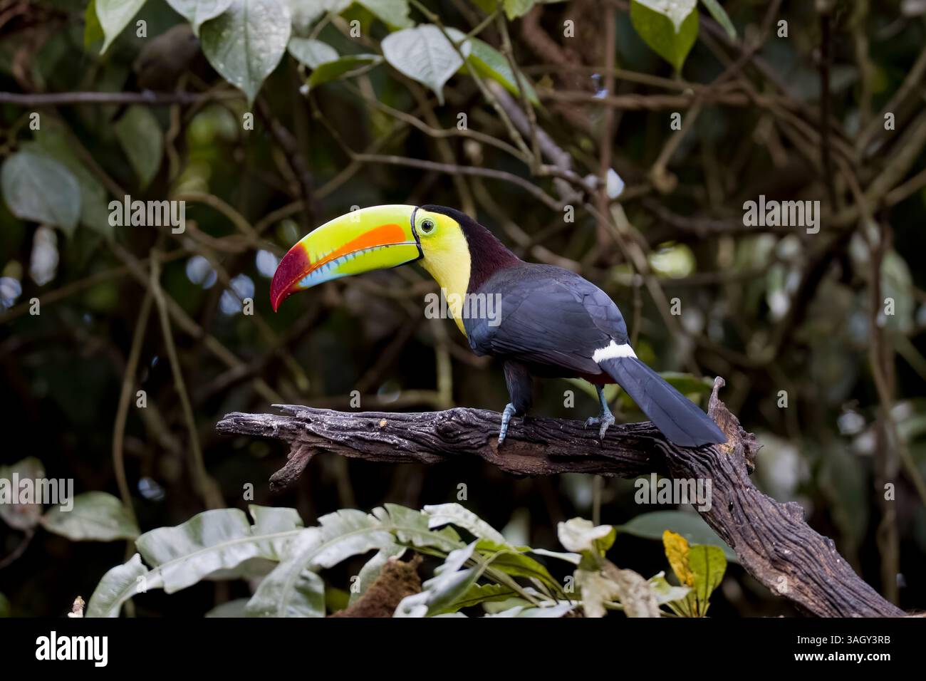 Toucan facturé par la quille au Costa Rica Banque D'Images