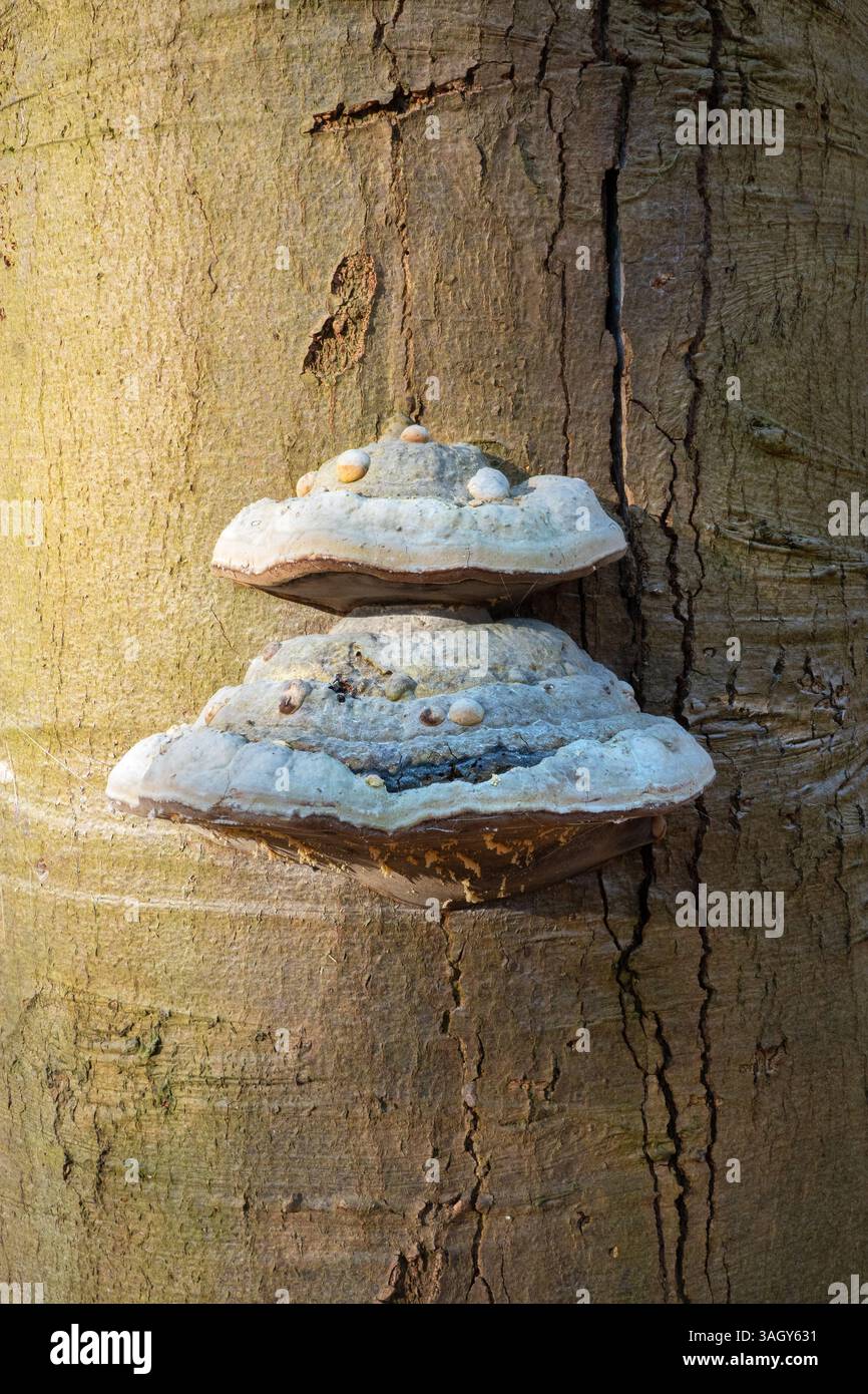 Deux champignons Tinder, Fomes fomentarius, poussant sur un hêtre Banque D'Images