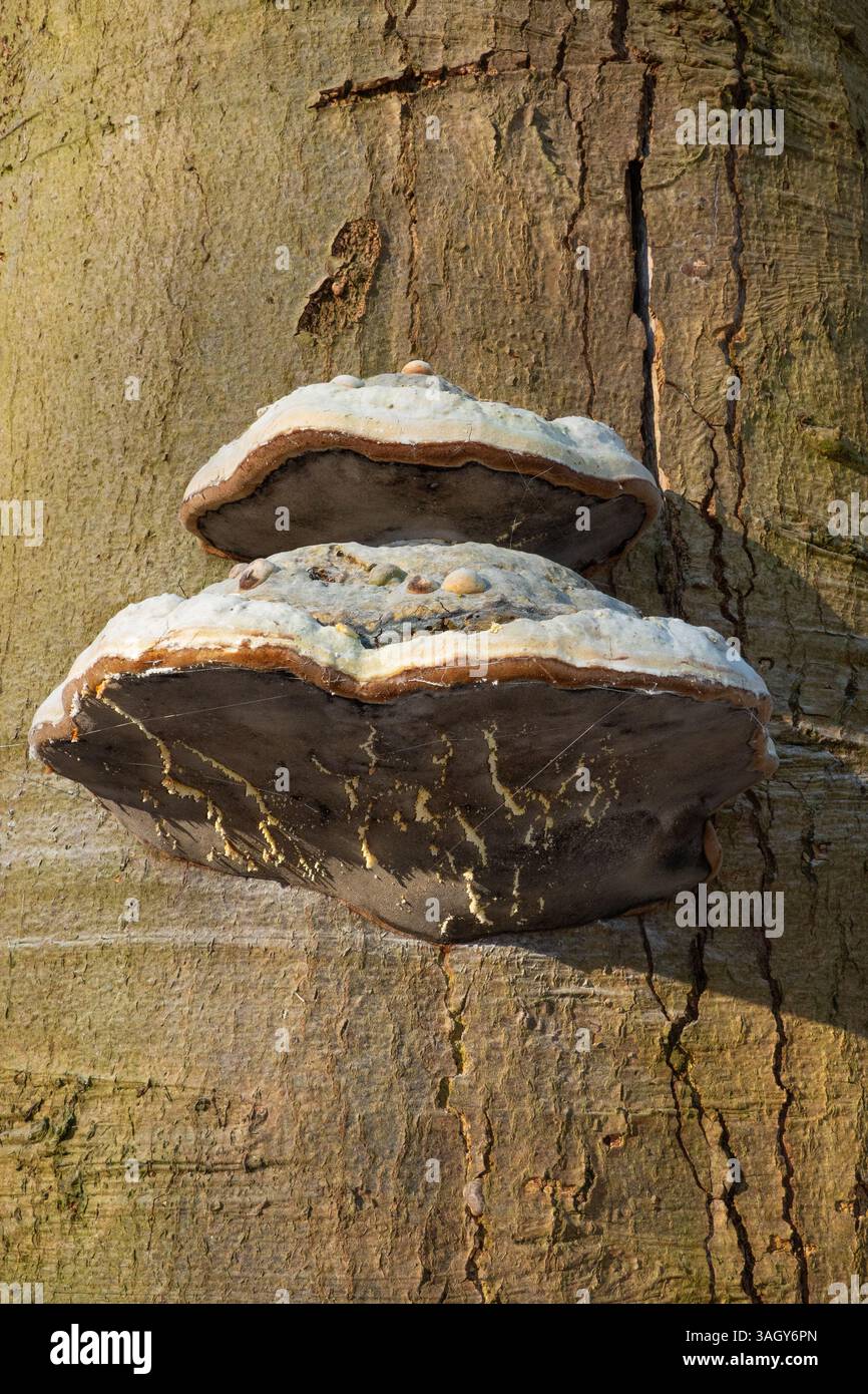 Deux champignons Tinder, Fomes fomentarius, poussant sur un hêtre Banque D'Images