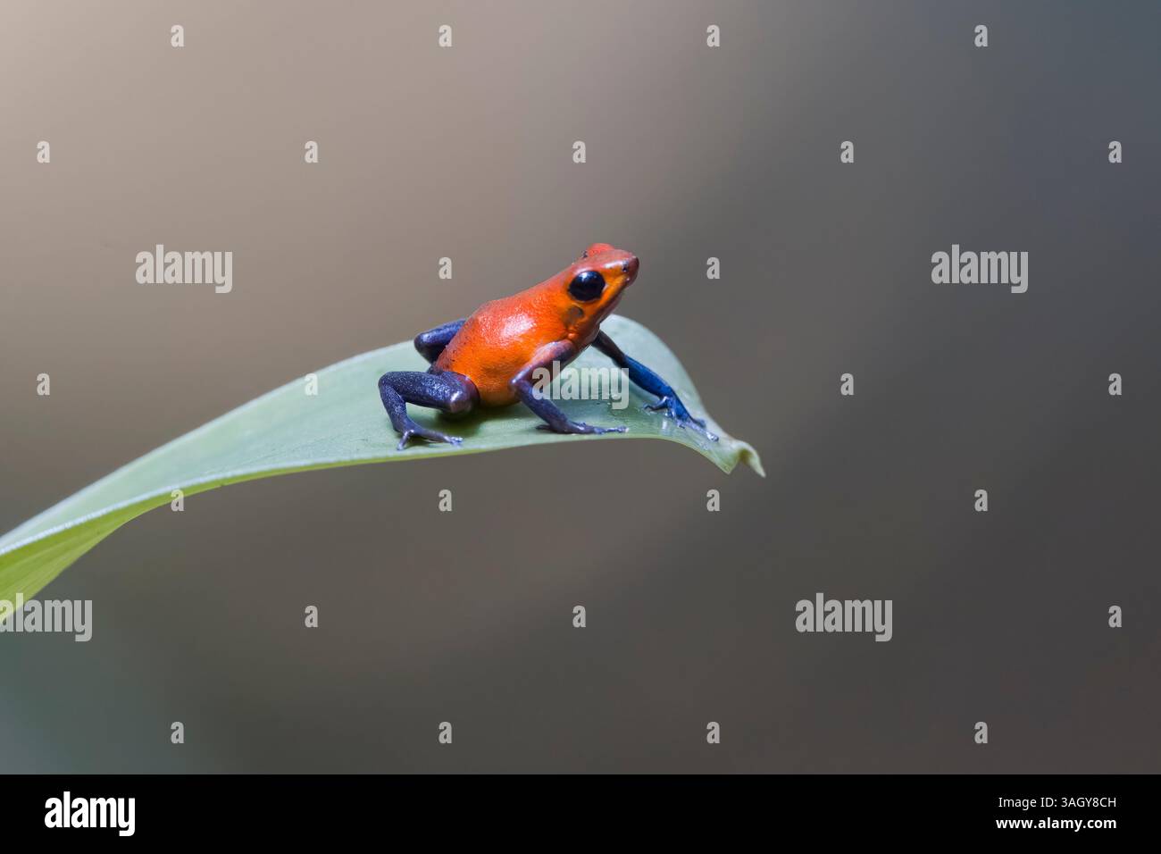 Fraise poison-dart grenouille sur une feuille au Costa Rica Banque D'Images