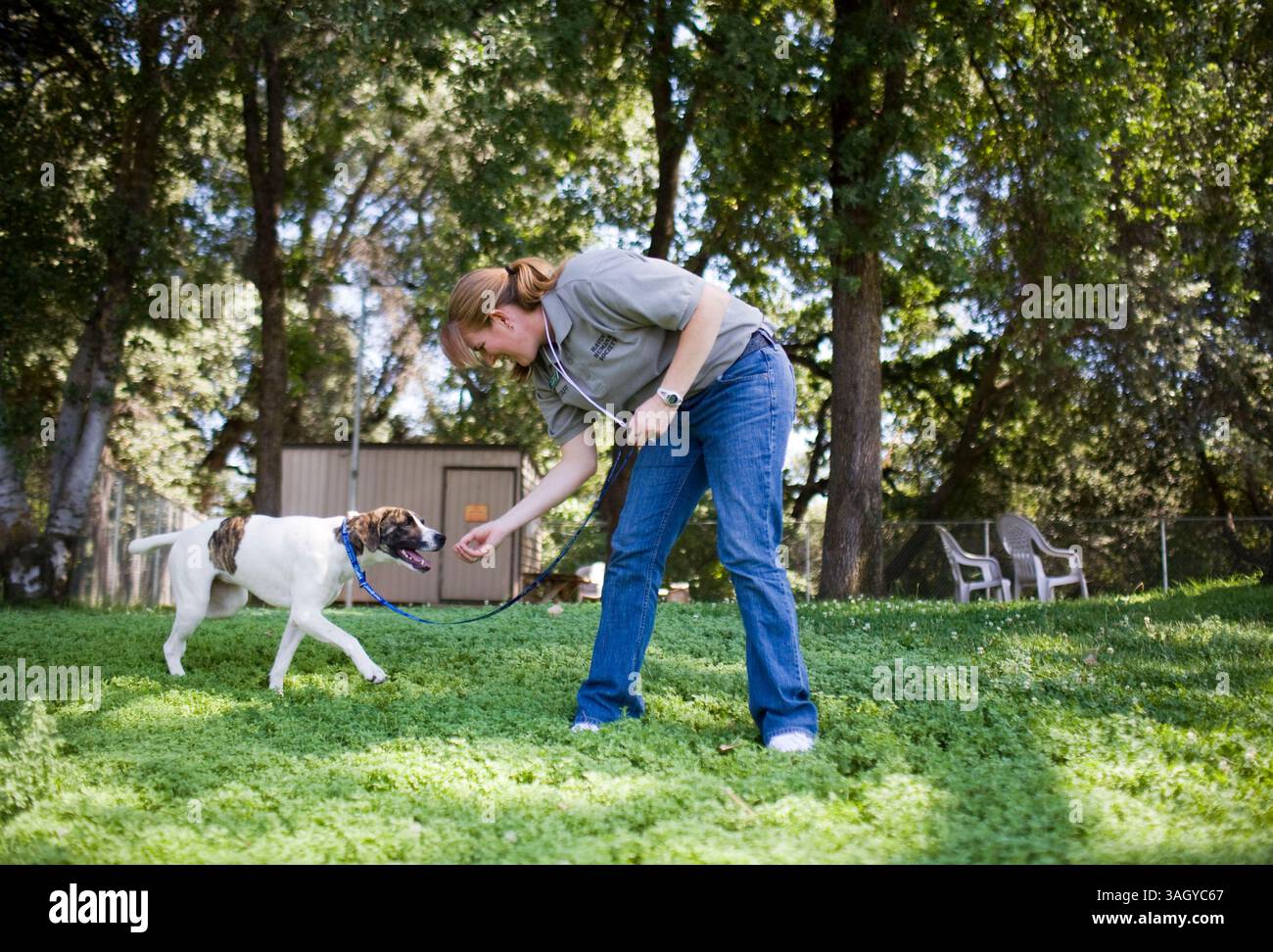 Krista Korenko, 33 ans, de Red Bluff, entraîne Pritzi jeudi, un chien d'abri à Haven Humane à Anderson. Korenko a commencé à travailler ce mois-ci comme dresseur de chiens à temps plein pour Haven Humane. ''C'est amusant de regarder les chiens s'engager dans l'entraînement'', a déclaré Korenko à propos de la méthode ''clicker training'' qu'elle utilise pour aider les chiens à être plus susceptibles d'être adoptés. . Nathan Morgan/Record Searchlight. (Crédit image : © Redding Record Searchlight/ZUMAPRESS.com) Banque D'Images