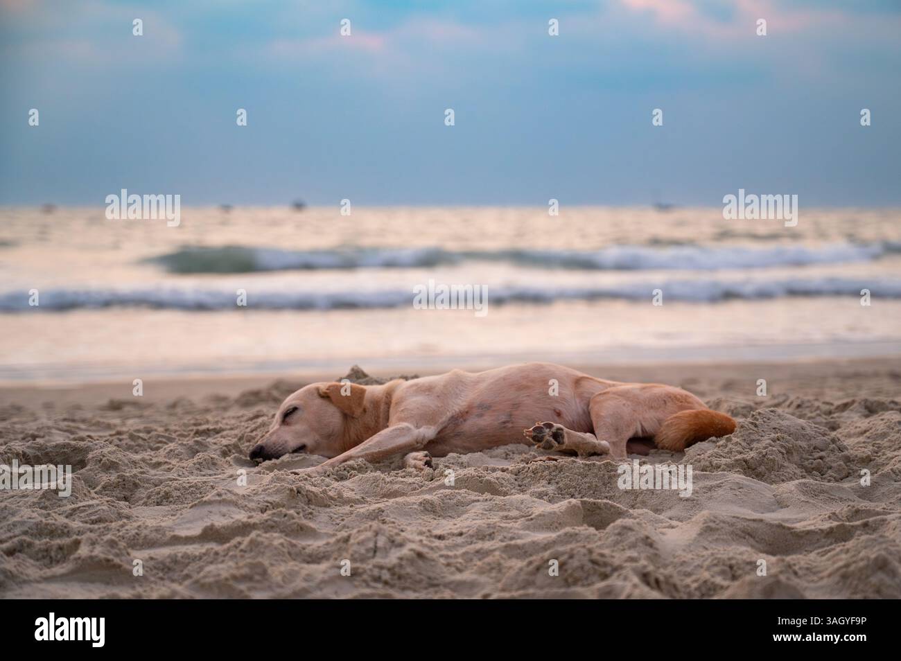 Chien de rue sans abri dormant sur la plage de Goa, Inde, abandonné et malheureux, animal de compagnie errant, chiens de paria indiens Banque D'Images