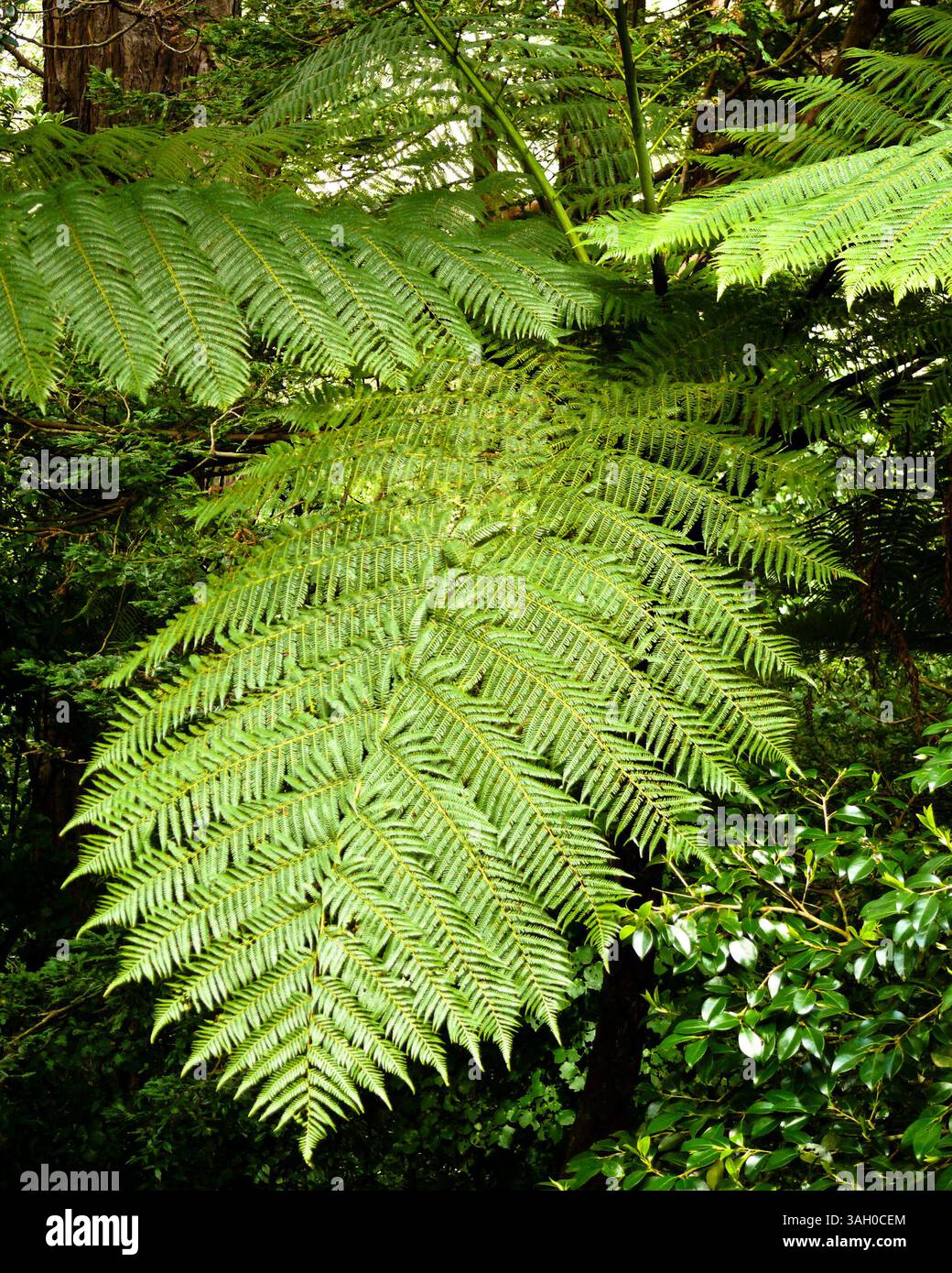 Oct 28, 2008 - Wellington, Nouvelle-Zélande - la fougère argentée est l'un des symboles de la Nouvelle-Zélande. Montré ici poussant dans le jardin botanique de Wellington qui comprend 25 hectares (61 acres) de paysage unique, forêt indigène protégée, collections de plantes spécialisées, expositions florales et vues sur la ville de Wellington. Il est classé comme jardin d'importance nationale par le Royal New Zealand Institute of Horticulture et est une zone du patrimoine Historic places Trust. (Crédit image : © Arnold Drapkin/ZUMA Press) Banque D'Images