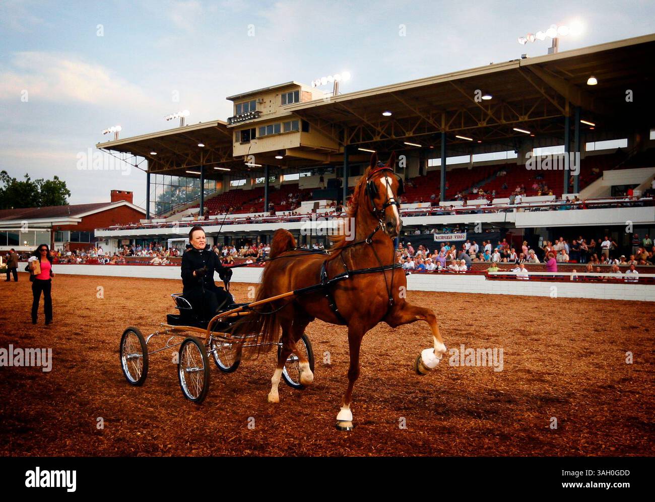''Joe Friday'' avec la pilote Helen Rosburg, d'Odessa Florida, pour une victoire dans les Fine Harness Ladies la 73e Lexington Junior League annuelle. Charity Horse Show le lundi 6 juillet 2009 à Lexington, Kentucky. Photo de Mark Cornelison | personnel (crédit image : © Lexington Herald-leader/ZUMA Press) Banque D'Images
