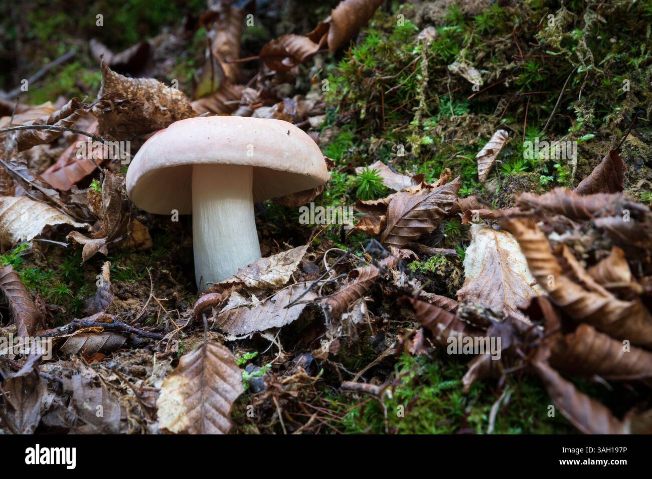 Champignon Russula vesca gros plan, tabouret avec chapeau rouge pâle et tige blanche entouré de feuilles sèches et de mousse dans la forêt à l'automne Banque D'Images