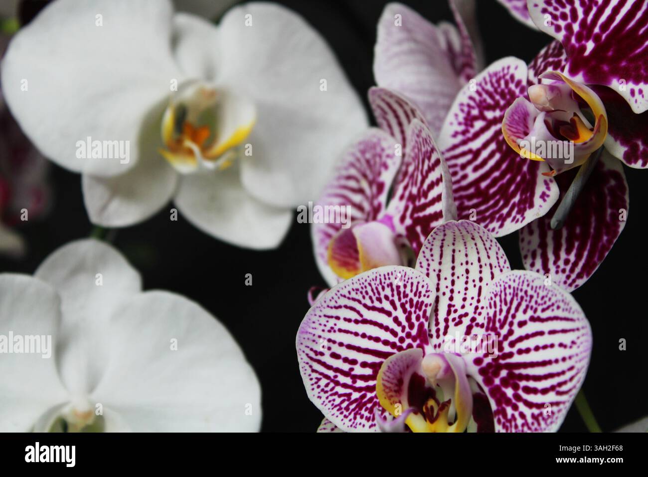 Belles fleurs d'orchidée à Depok Indonésie. Banque D'Images