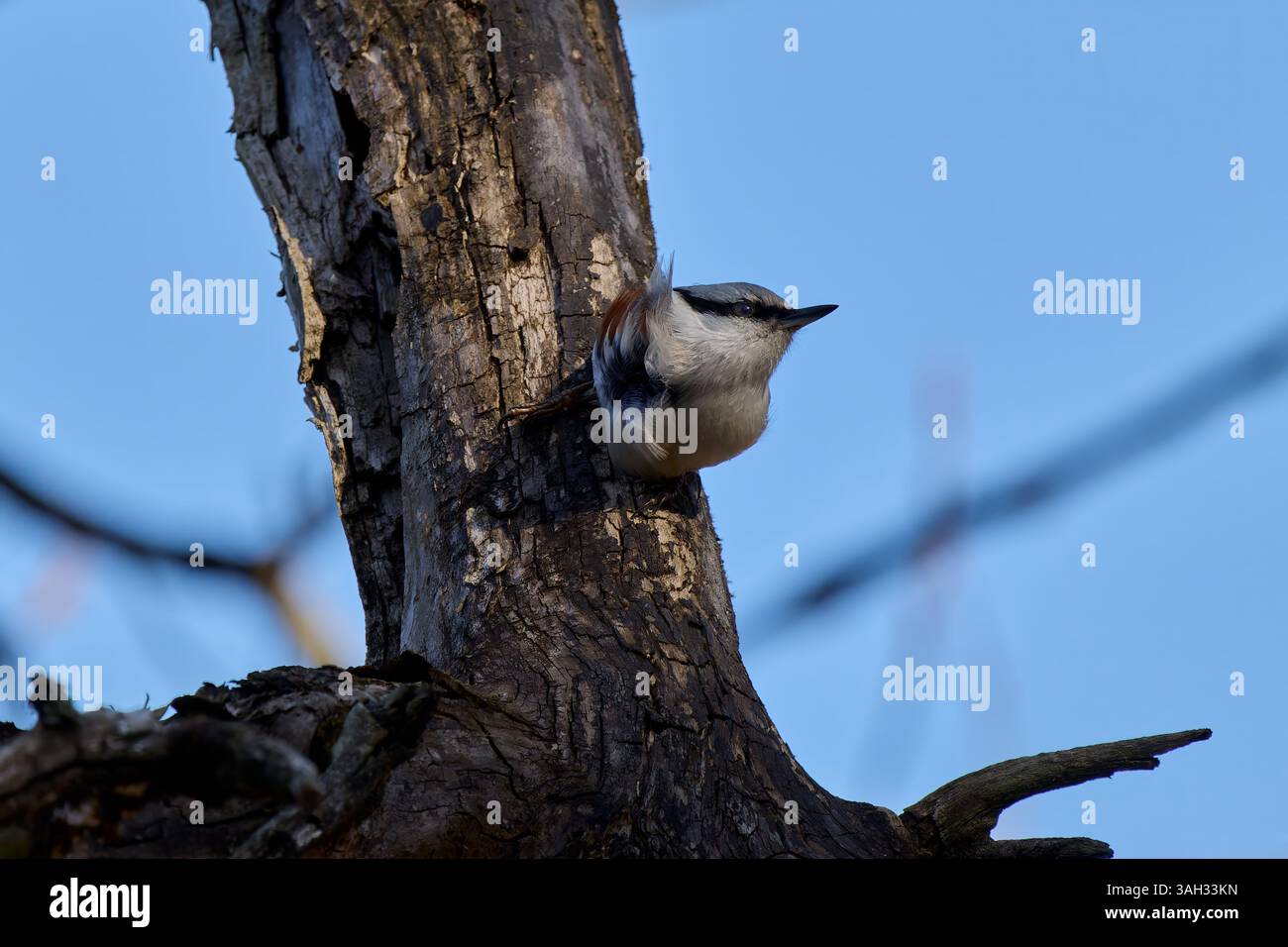 Petit oiseau Nuthatch perché sur le côté d'un tronc d'arbre Banque D'Images