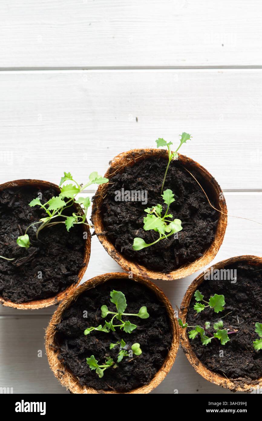 Plantules de chou frisé poussant dans des pots en fibres biodégradables écologiques vue de dessus. Sur un fond de bois blanc Banque D'Images