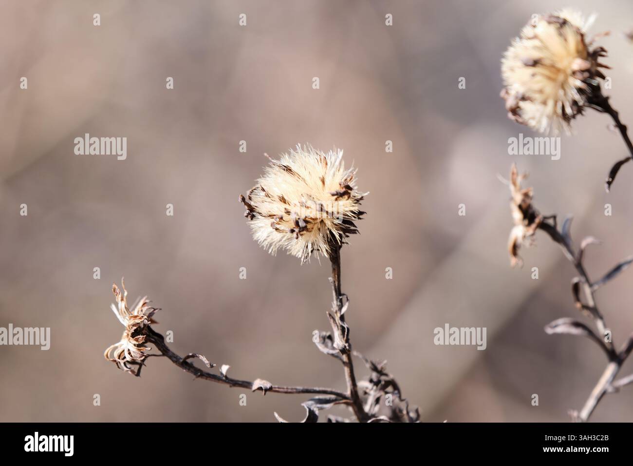 Gros plan de plusieurs têtes de graines blanches et pelucheuses d'une plante - chardon ou pissenlit mis en graine Banque D'Images