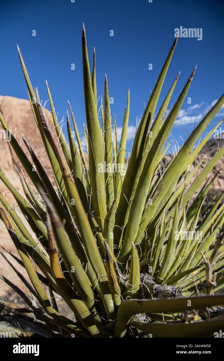 23 janvier 2015 - Californie, U. S - les pousses de Joshua Tree sont de plus en plus rares à trouver à l'intérieur du parc. Le changement climatique a poussé l’arbre de Joshua à l’extinction et devrait disparaître dans les 100 prochaines années. (Crédit image : © Joshua Thaisen/ZUMA Wire/ZUMAPRESS.com) Banque D'Images