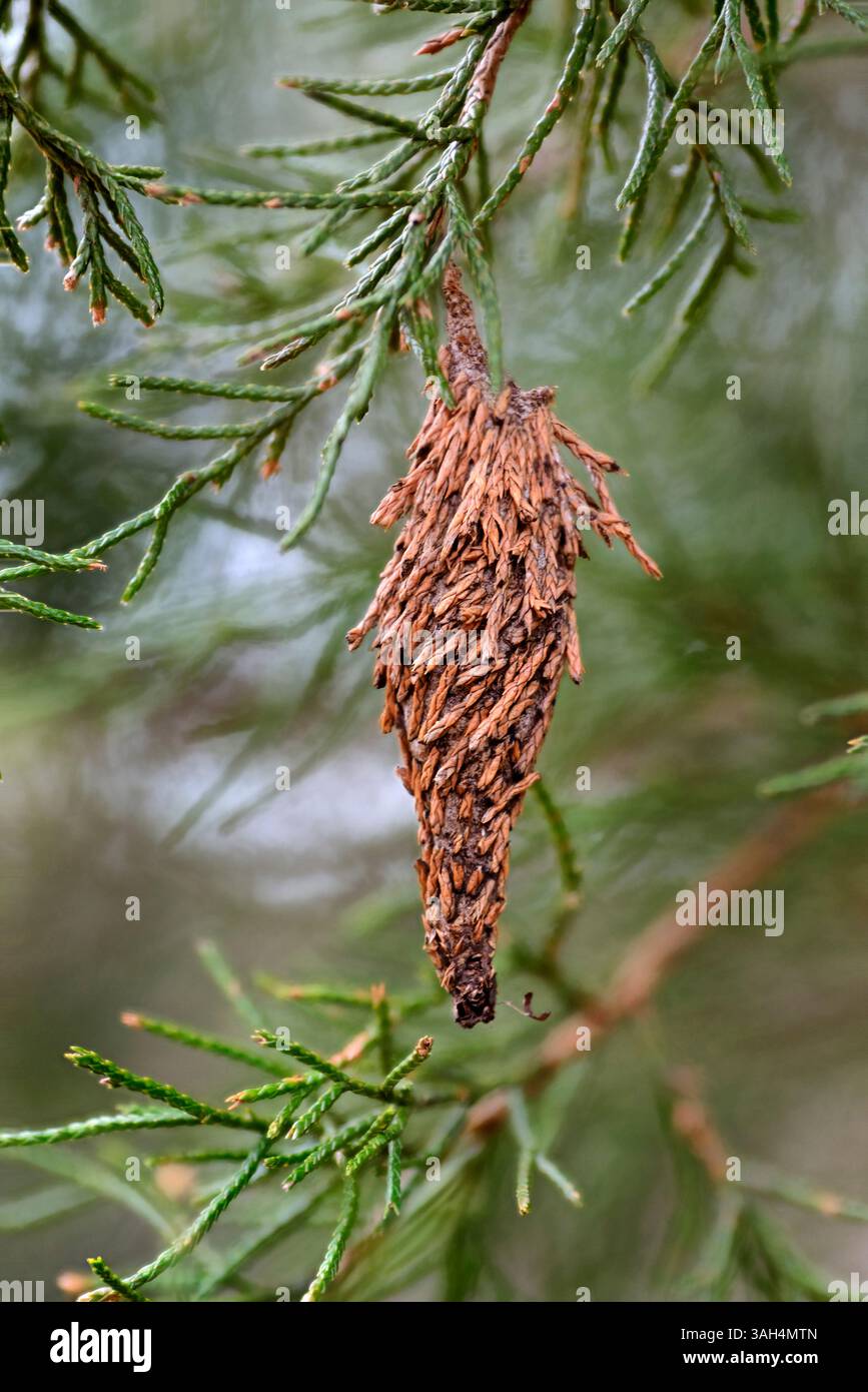 Cocon de la teigne du ver à Bagver (Thyridopteryx ephemeraeformis de la famille des Psychidae) sur une branche du cèdre rouge de l’est (Juniperus virginiana) Banque D'Images Cocon de la teigne du ver à Bagver (Thyridopteryx ephemeraeformis de la famille des Psychidae) sur une branche du cèdre rouge de l’est (Juniperus virginiana) Banque D'Images