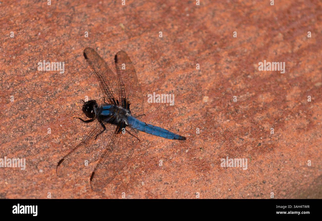 Blue Dragon Fly sur pierre rouge Banque D'Images