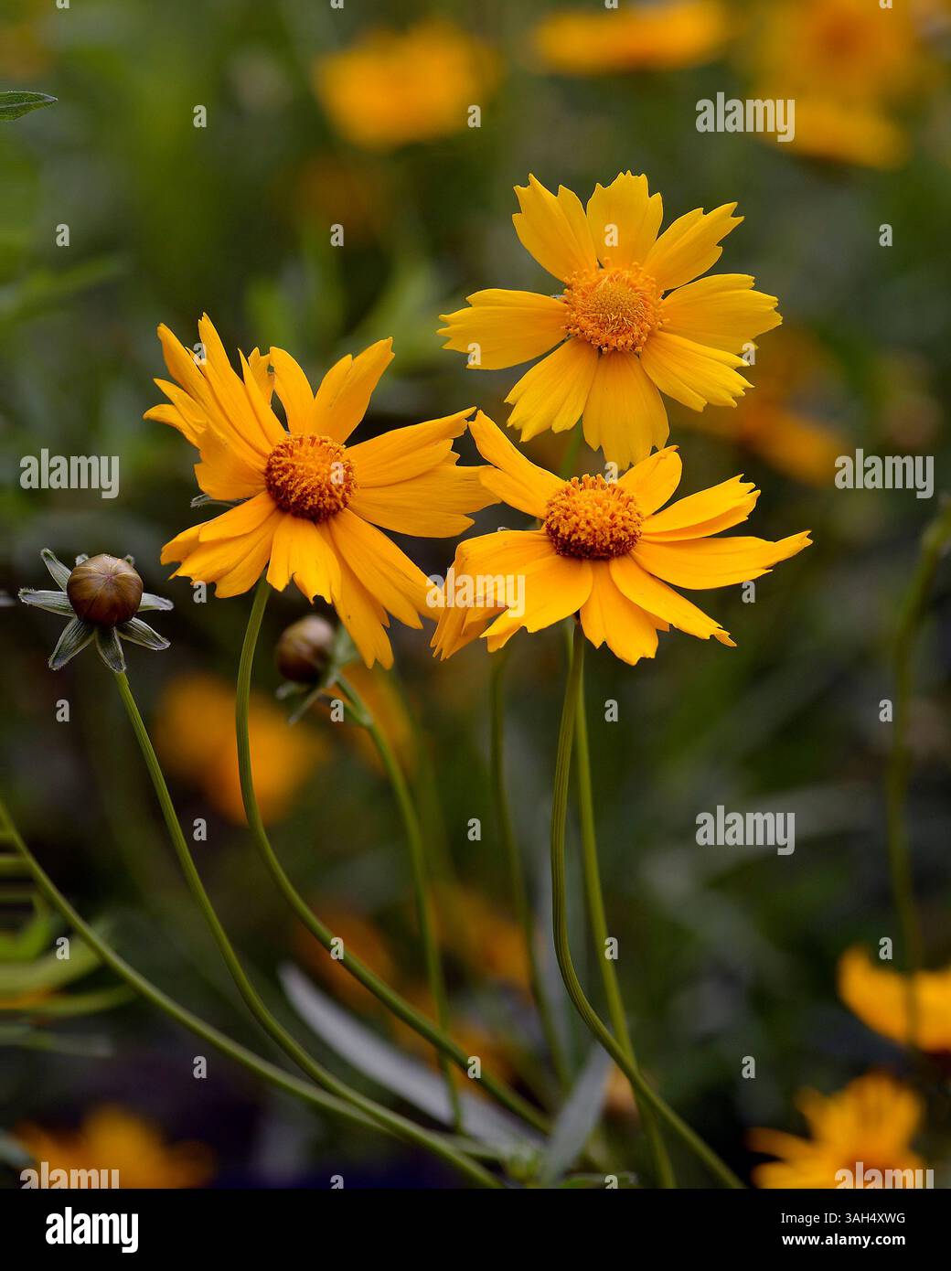 Fleurs jaunes de Coreopsis à feuilles de lance (Coreopsis lanceolata L.) en milieu naturel Banque D'Images Fleurs jaunes de Coreopsis à feuilles de lance (Coreopsis lanceolata L.) en milieu naturel Banque D'Images