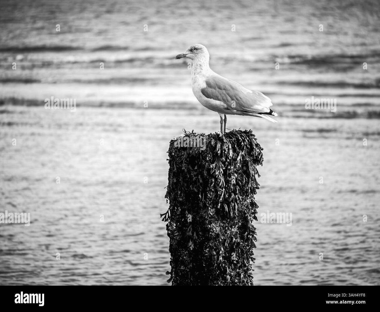 Mouette perchée sur un groyne en bois, regardant vers la mer à Camber Sands, East Sussex dans un ton noir et blanc Banque D'Images