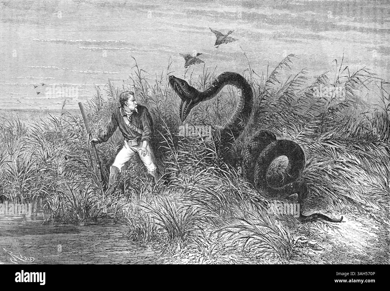 Chasseur de canard colonial français attaqué par Serpent géant ou Snake, Anaconda ou Boa d'eau dans les zones humides de Guyane française en Amérique du Sud. Gravure vintage ou historique ou illustration 1866 Banque D'Images