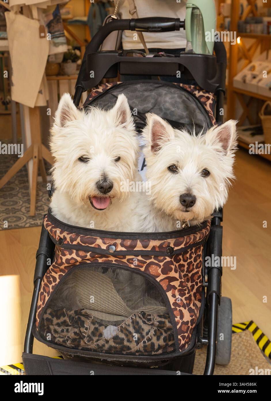 Deux joyeux chiens terrier blancs West Highland assis dans une poussette concept de voyager avec des animaux de compagnie Banque D'Images