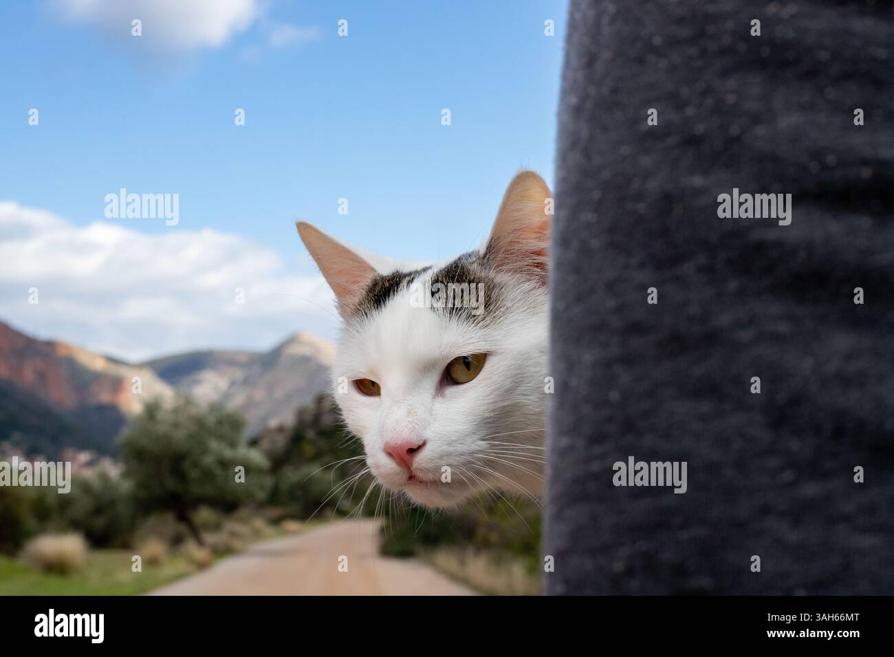 Le chat blanc est harcelant d'un sac à dos et il n'est pas amusé. Banque D'Images