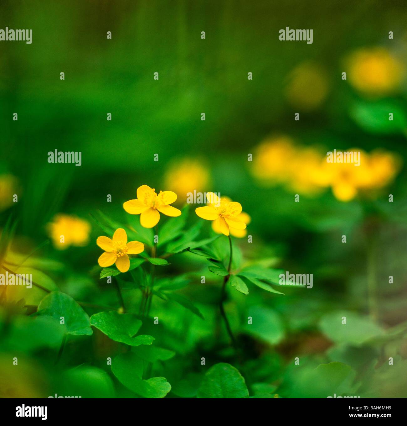 Anemone Banque D'Images