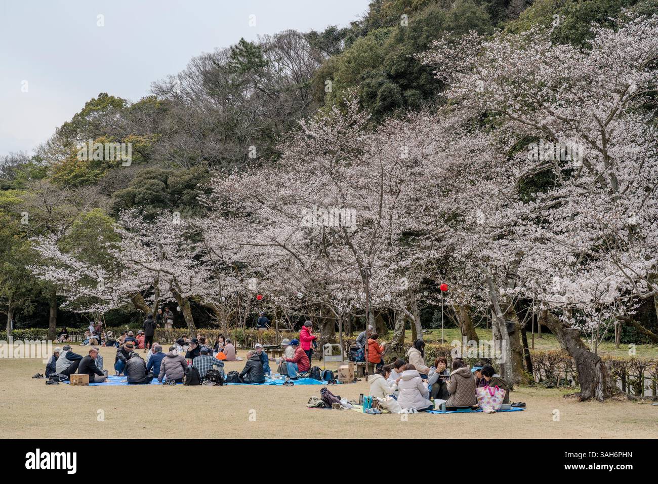 Les gens apprécient l'observation des cerisiers en fleurs (hanami) au jardin Ritsurin à Takamatsu, préfecture de Kagawa, Japon. Banque D'Images