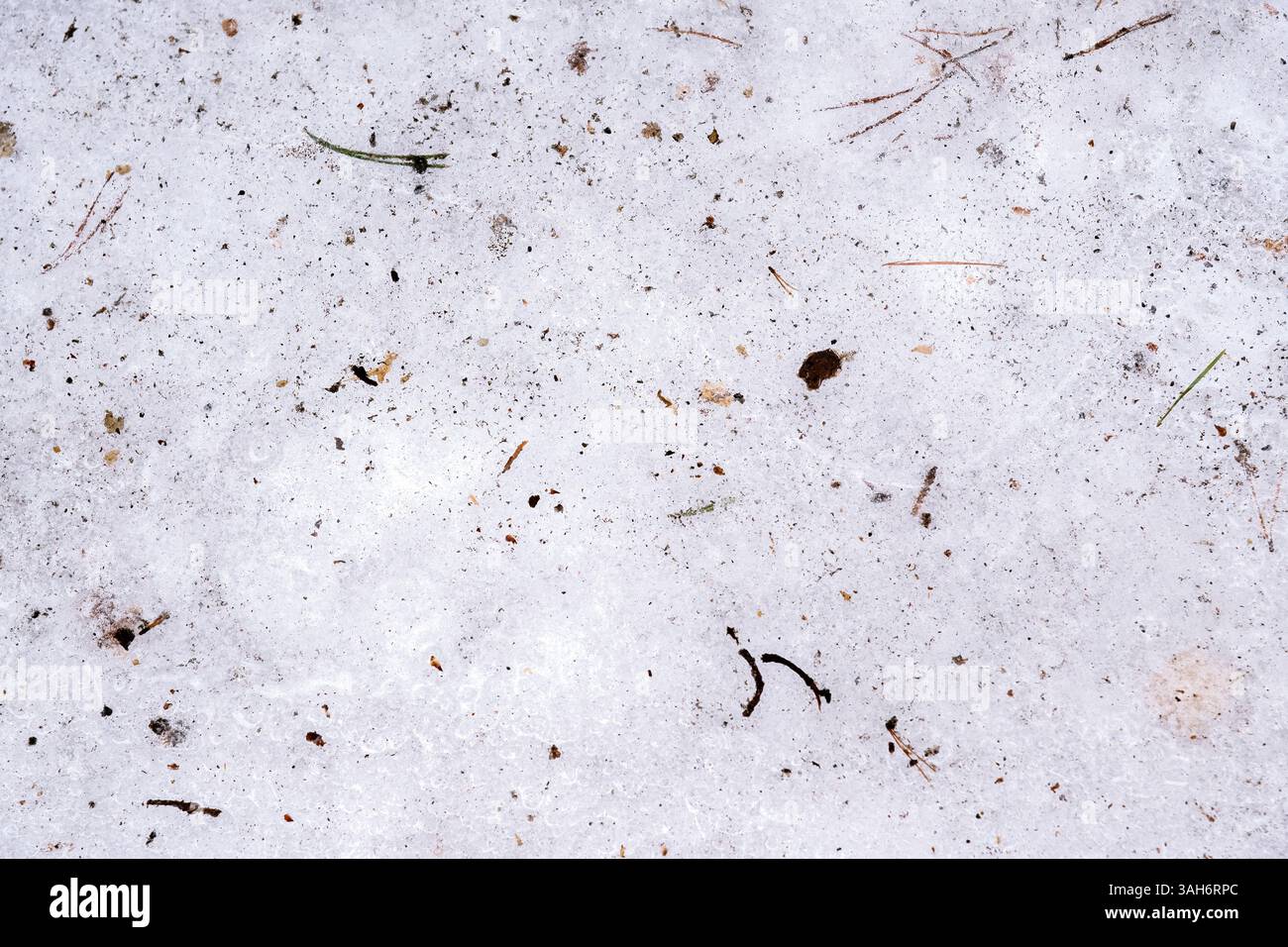 Fragmentez la neige recouverte de petites brindilles et des aiguilles d'arbre de Noël de l'année dernière pour l'utiliser comme fond abstrait et texture. Banque D'Images