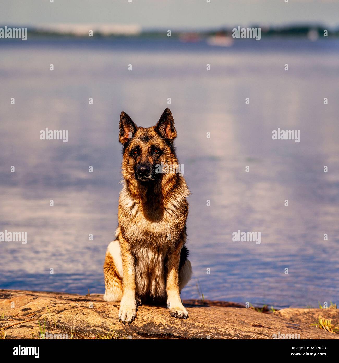 Shepard allemand Banque D'Images