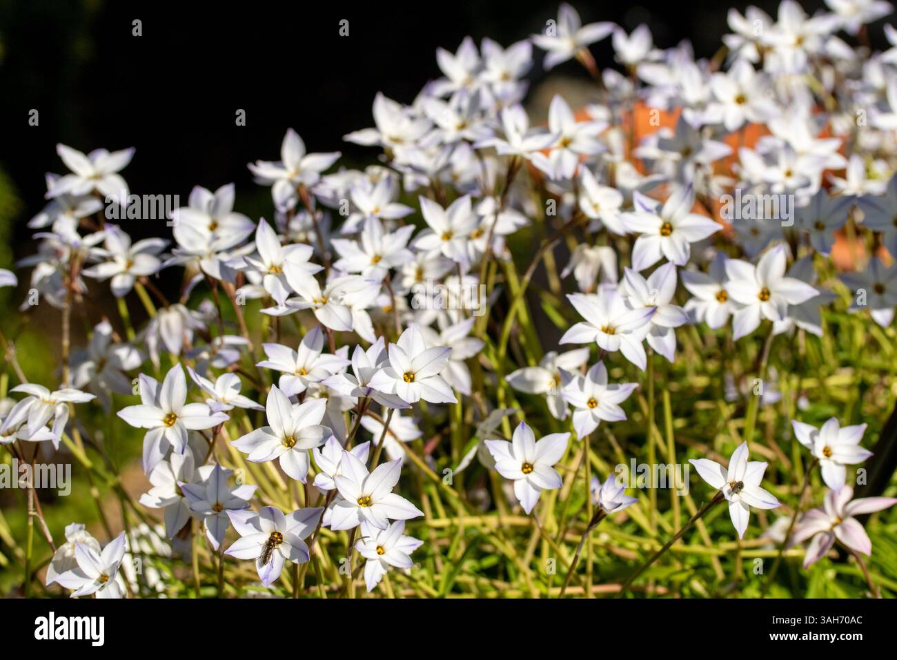 Naturel gros plan portrait de plante fleurie de la délicieuse et prolifique Ipheion Uniflorum, étoile de printemps, dans un soleil de printemps brillant.Darling, audacieux Banque D'Images