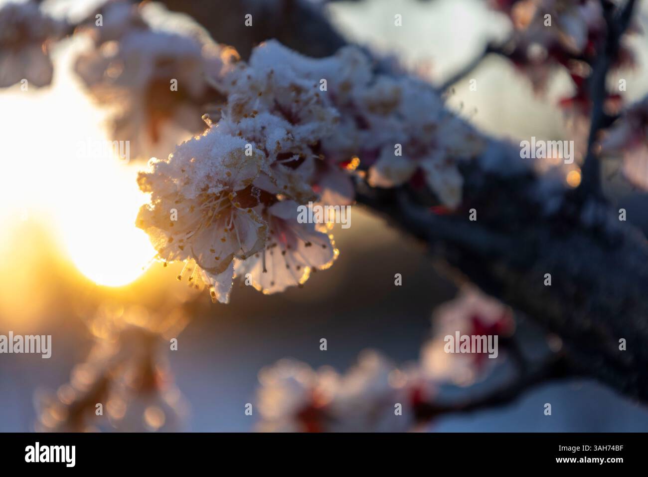 Fleurs d'abricot congelées brillantes pendant le lever du soleil heure dorée dans le verger d'hiver Banque D'Images